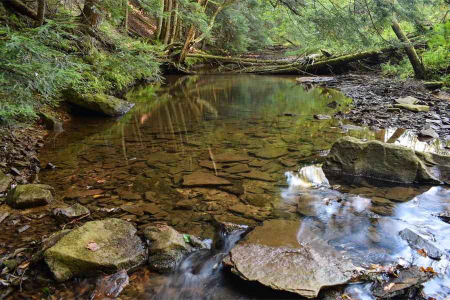 A heavily forested stream in the Allegheny National Forest in Pennsylvania.