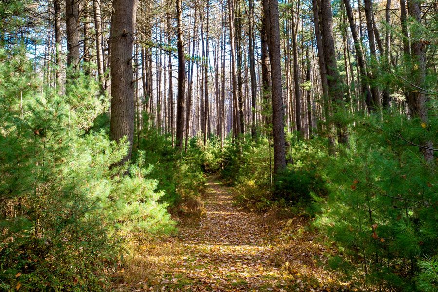 Cook Forest State Park in the fall near Clarion Pennsylvania with the baby pine trees and fallen leaves and a blue sky popping through the background. 